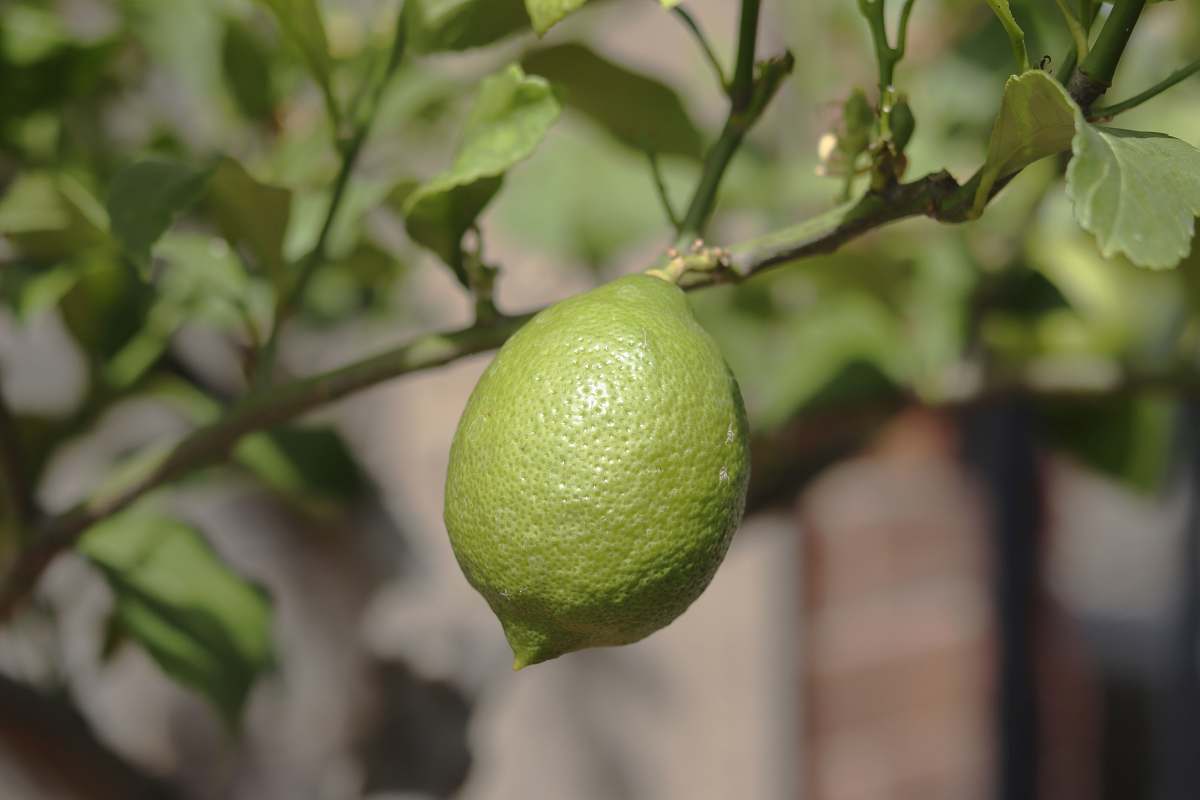 citrus fruit green lime fruit lime